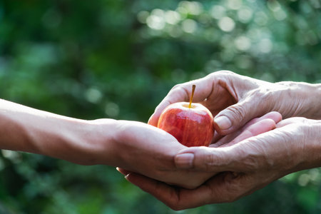 Closeup a woman gives someone an apple.の写真素材