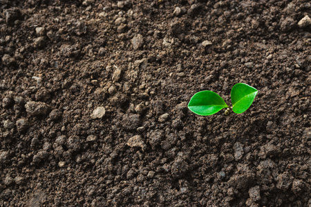 Small trees are growing on the ground incomplete in soft green nature background.
の写真素材