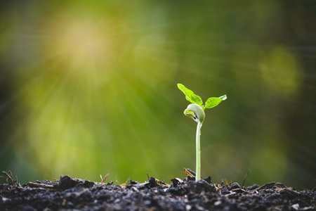 Small trees are growing on the ground incomplete in soft green nature background.