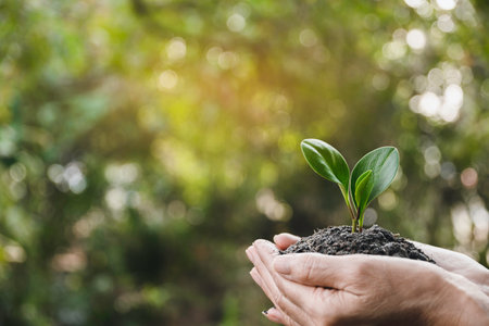 hand holding of soil with young plant on top it will growing up to the forest in future.