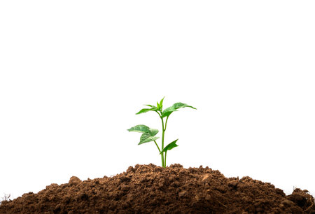 Close-up young plant growing in the soil concept save nature agriculture isolated on white background.の写真素材