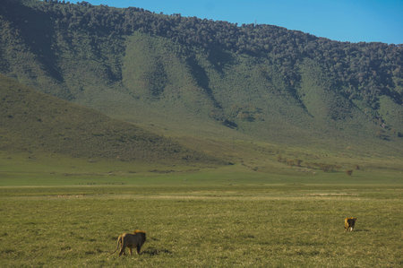 Lion couple walking across savanahの写真素材