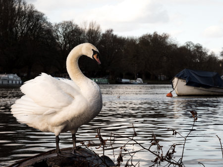 Swan standing over river Thamesの写真素材