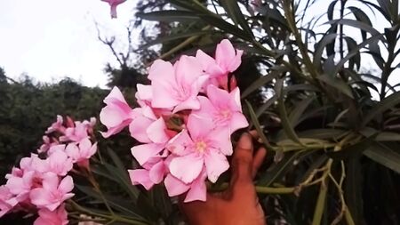 Beautiful blossoms, of fragrant pink flowers in bunches, at the tip of branchlets rendering an...