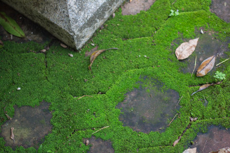 Moss on brick with rock and dry leafの写真素材