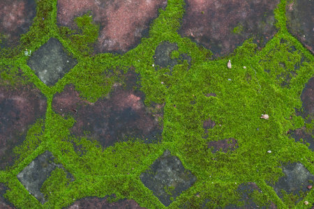 Moss texture on brickの写真素材