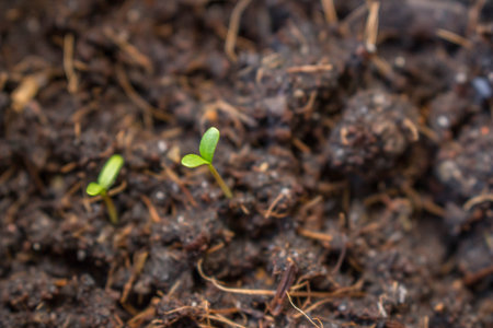 A sprout  of plant in the soil