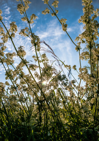 Summer sun shining through white wild flowersの写真素材