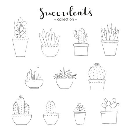 Succulent collection. Hand drawn succulents and cactuses isolated on white background. Different doodle succulents. Exotic mexican houseplants. Hand written lettering succulents.のイラスト素材