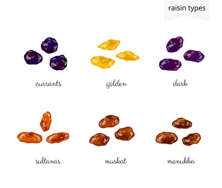 Collection of different cartoon raisin varieties isolated on white background with names.のイラスト素材