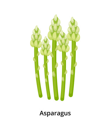 Group of cartoon green asparagus sprouts isolated on white background.のイラスト素材