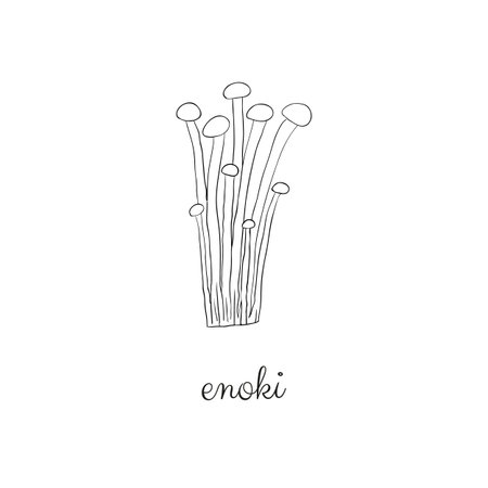 Doodle outline enoki mushrooms isolated on white background.のイラスト素材