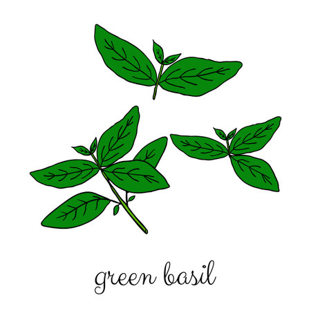 Hand drawn green basil herb isolated on white background.のイラスト素材