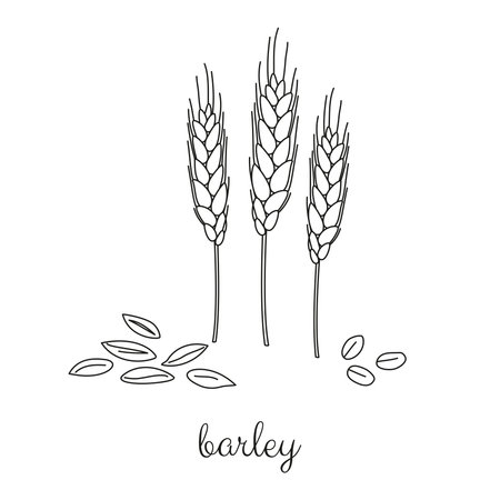 Hand drawn outline cereal barley plant and grains isolated on white background.のイラスト素材