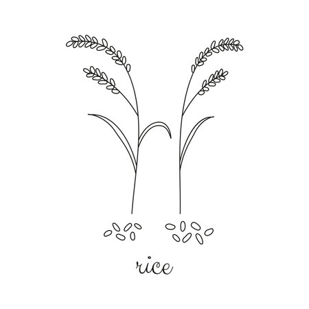 Hand drawn outline cereal rice plant and grains isolated on white background.のイラスト素材