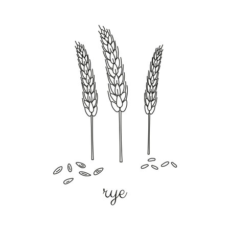 Hand drawn outline cereal rye plant and grains isolated on white background.のイラスト素材