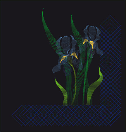 Irises on a black backgroundのイラスト素材