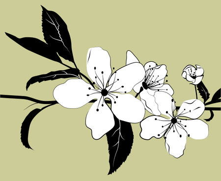 Flowering branch of cherry with a light green background. Illustration.のイラスト素材