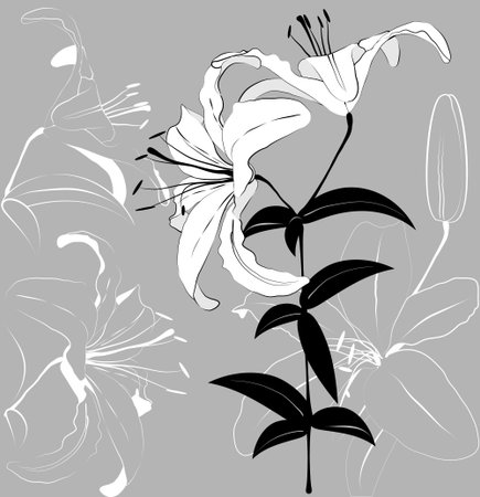 White lilies on a gray background. illustrationのイラスト素材