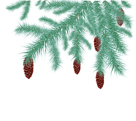 spruce branches with cones covered with hoarfrost on a white backgroundのイラスト素材