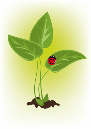 Young green sprout and ladybirdのイラスト素材