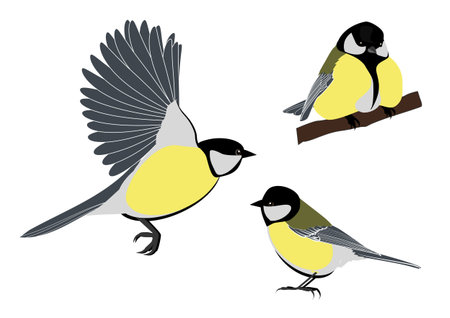 titmouse on a white backgroundのイラスト素材