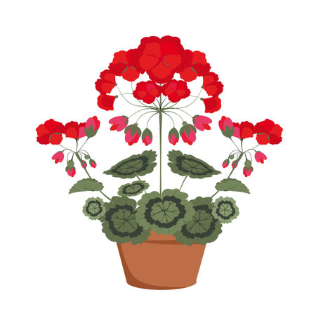 pelargonium with red flowers in a pot on a white backgroundのイラスト素材