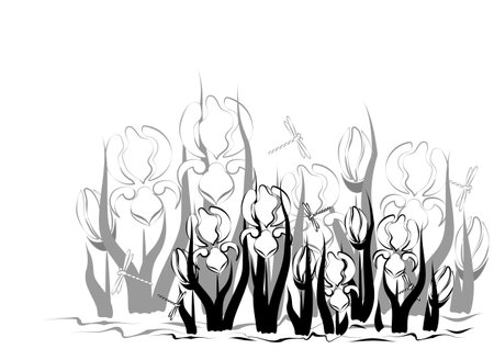 black-and-white background with ornament of irisesのイラスト素材