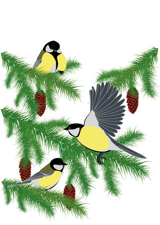 birds on spruce branches with conesのイラスト素材