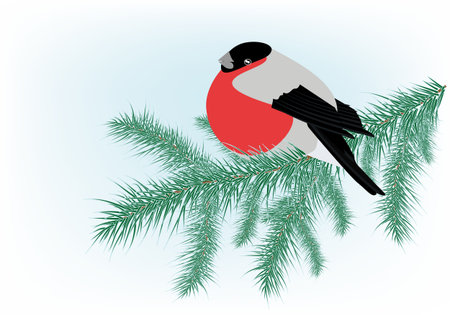 Winter background with bullfinch sits on a branch of spruceのイラスト素材