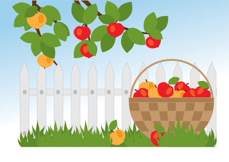 basket with apples and apple trees branches in the gardenのイラスト素材