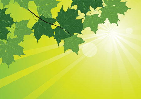 green maple leaves and sun raysのイラスト素材