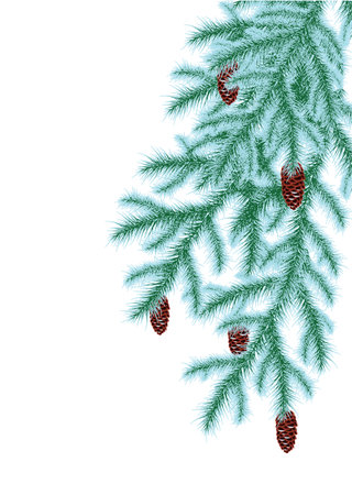 frosted spruce branches with conesのイラスト素材