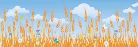 ripe yellow ears of corn and flowers on fieldのイラスト素材