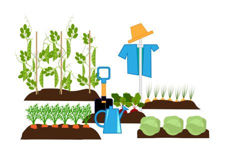 vegetables in the beds, scarecrow and garden toolsのイラスト素材