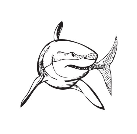 shark, black and white stylized illustrationのイラスト素材