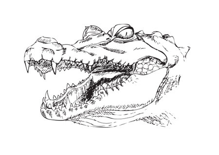 head of a crocodile, the crocodile with open mouth, sketch, black and white vector illustrationのイラスト素材