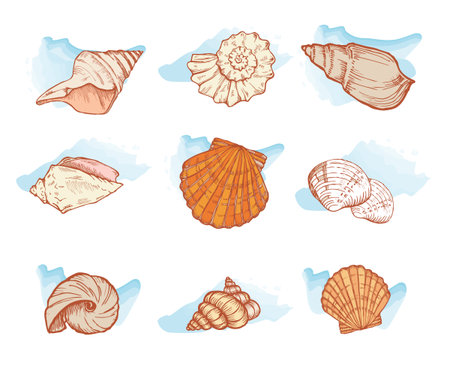 sea shells isolated on white background set, vector illustrationのイラスト素材