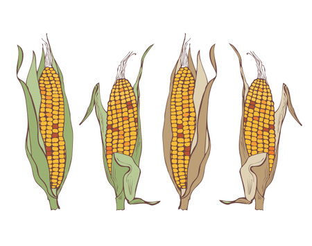corn on the cob on a white background, illustrationのイラスト素材