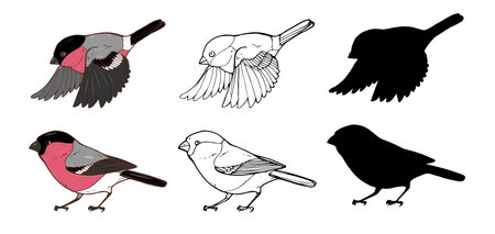 Bullfinch flying and standing, color, black and white image and silhouette on a white background, vector illustrationのイラスト素材