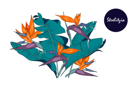 Flowers and leaves of strelitzia, tropical plant, vector illustration on white backgroundのイラスト素材