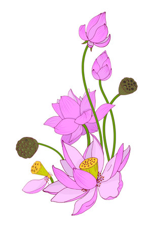 Flowers and buds of pink Lotus composition, vector illustrationのイラスト素材