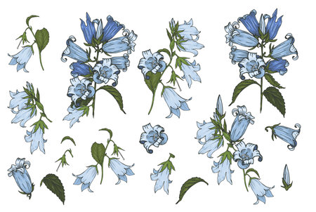 Bluebells flowers, set of flower buds and leaves on a white background, vector illustrationのイラスト素材