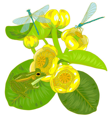 Flowers and leaves of yellow water Lily, nuphar lutea, dragonfly and frog, plants and animals of pond and lake, vector illustrationのイラスト素材