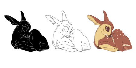 Little fawn in black and white and color, forest deer, coloring book page, vector illustrationのイラスト素材