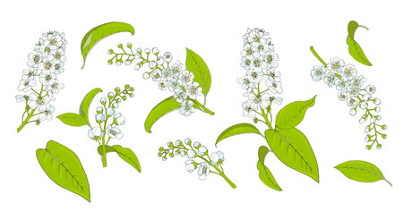 flowering bird cherry, inflorescences and leaves, set on a white background, vector illustrationのイラスト素材