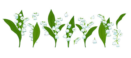 forest lilies of the valley set on a white background, spring flowers vector illustrationのイラスト素材