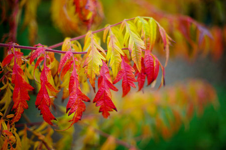Autumnal bushの写真素材
