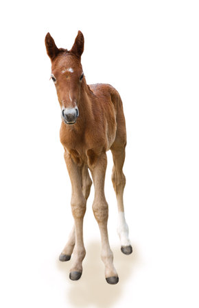 Newborn foalの写真素材