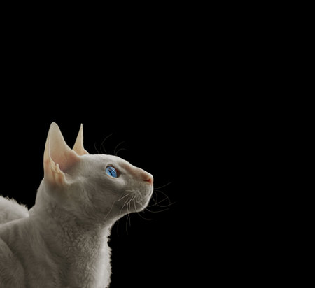 White Cornish rex on black backgroungの写真素材